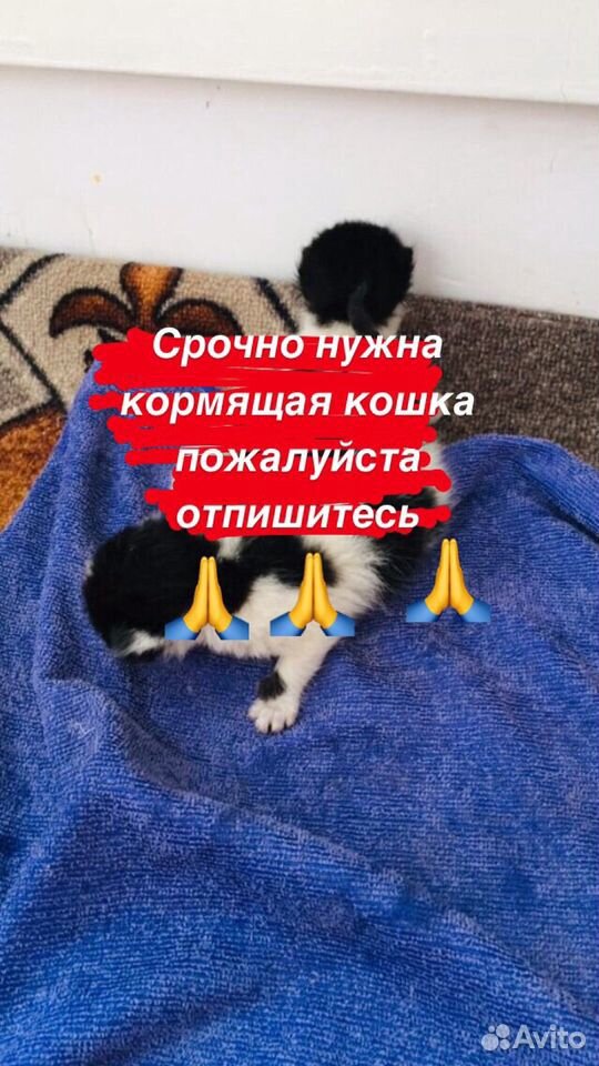 Срочнонужна кормящая кошка купить на Зозу.ру - фотография № 1