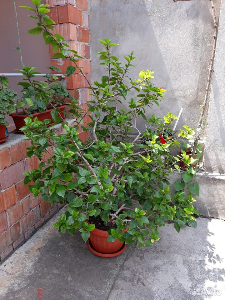 Китайская роза, гибискус купить на Зозу.ру - фотография № 4