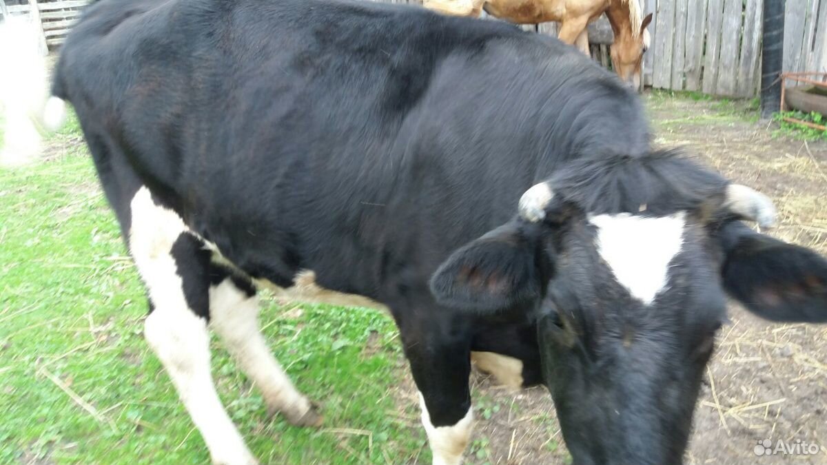 Корова (первотелка) купить на Зозу.ру - фотография № 2