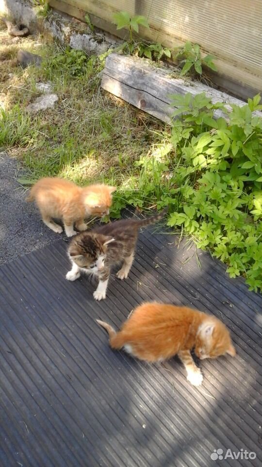 Котята, остались без мамы, ищут свой дом купить на Зозу.ру - фотография № 2
