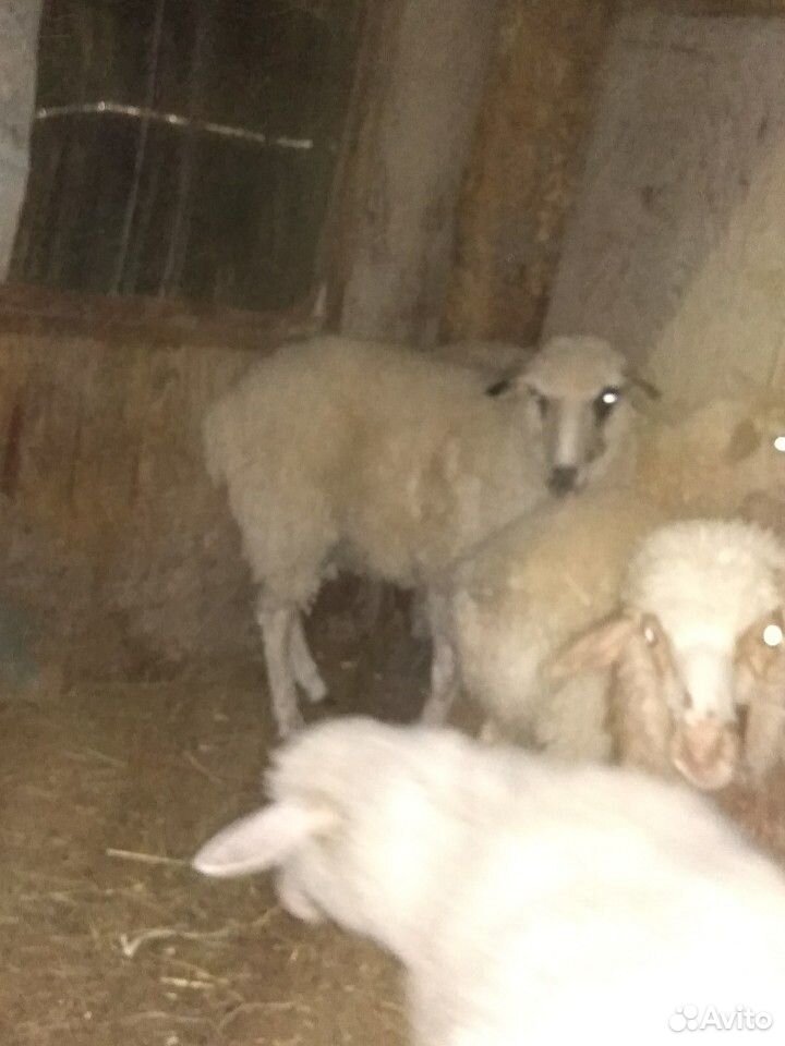 1 овец с чёрным глазами. год и три месяца купить на Зозу.ру - фотография № 2