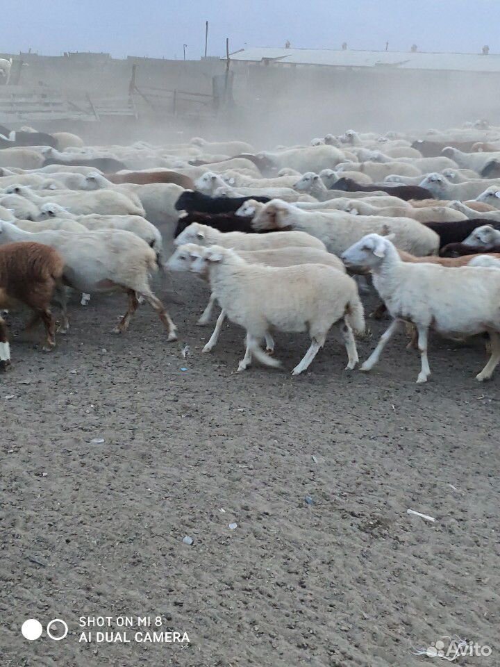 Овцы матки ягнятами купить на Зозу.ру - фотография № 1