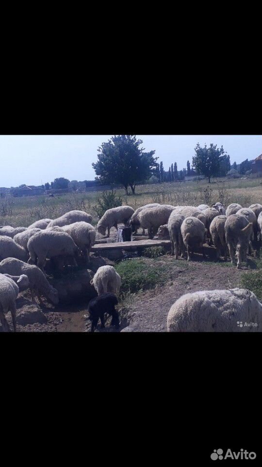 Продам овцематки с ягненками купить на Зозу.ру - фотография № 2