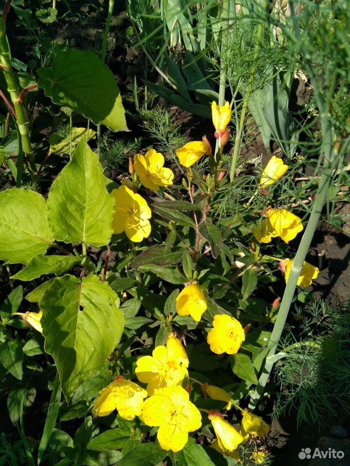 Многолетние цветы для вашего сада купить на Зозу.ру - фотография № 1