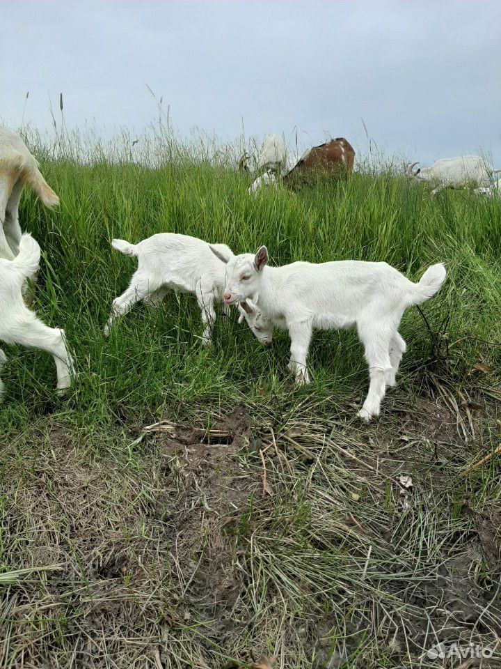 Продаю козлят, возраст 1 месяц козлик и 2 козочки купить на Зозу.ру - фотография № 3