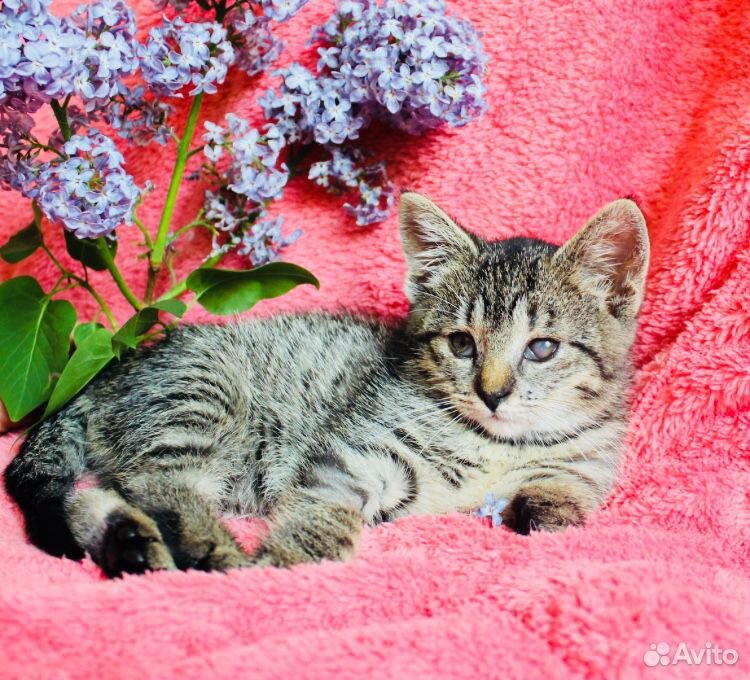 Особенные котята ищут добрые сердца купить на Зозу.ру - фотография № 5