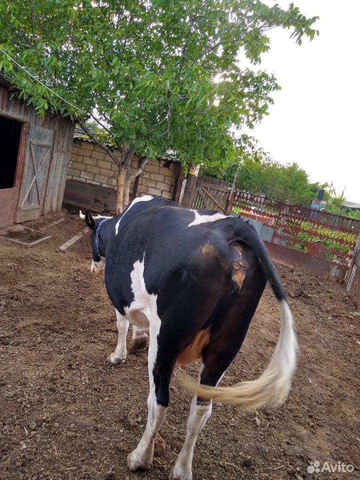 Корова высокоудойная с четвертым отёлом и бык купить на Зозу.ру - фотография № 3