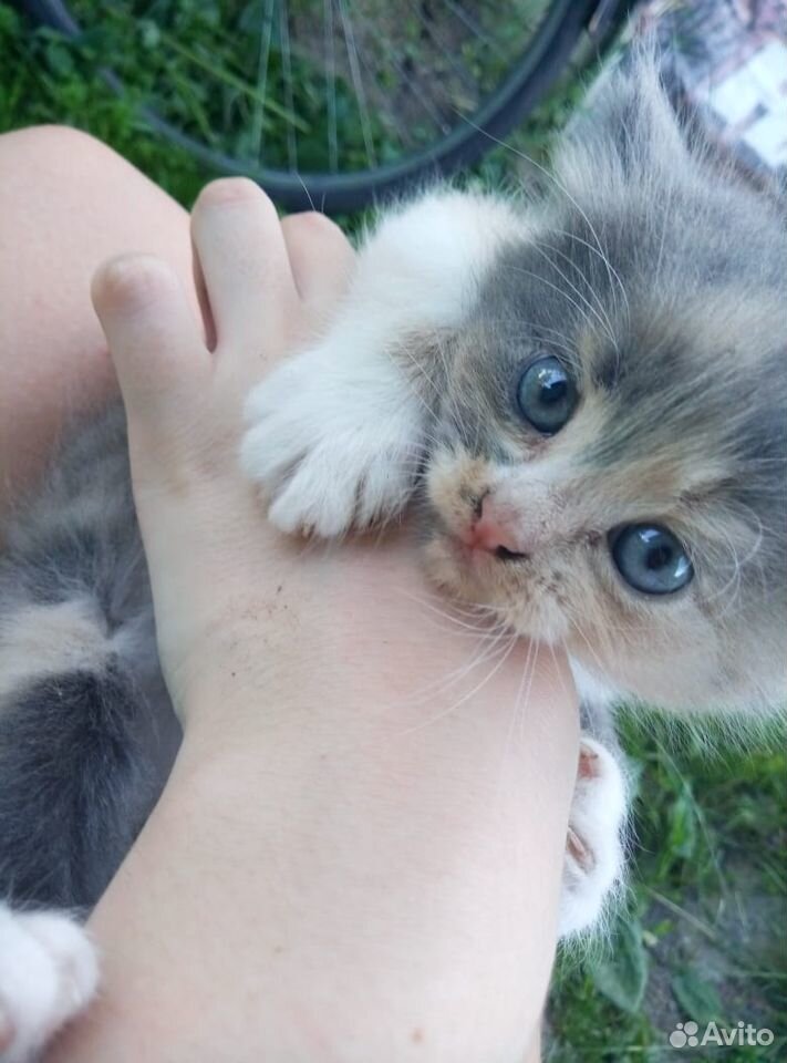 Котёнок в добрые руки купить на Зозу.ру - фотография № 1
