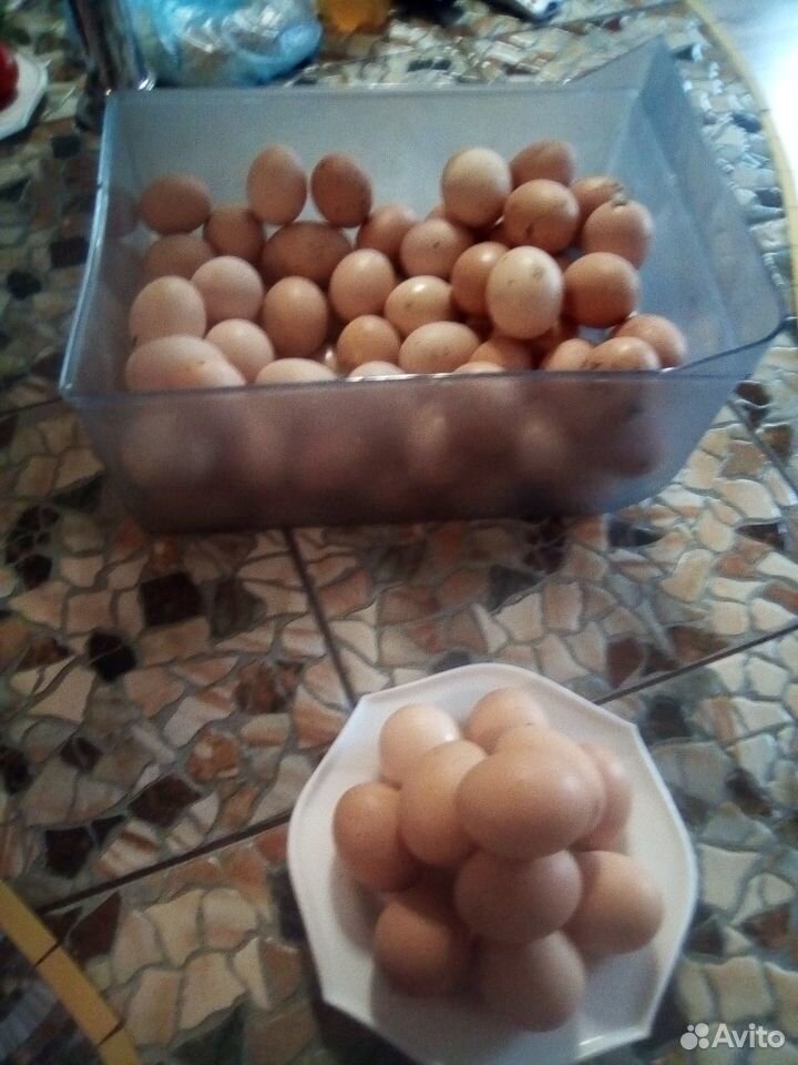 Яйцо инкубационное купить на Зозу.ру - фотография № 2