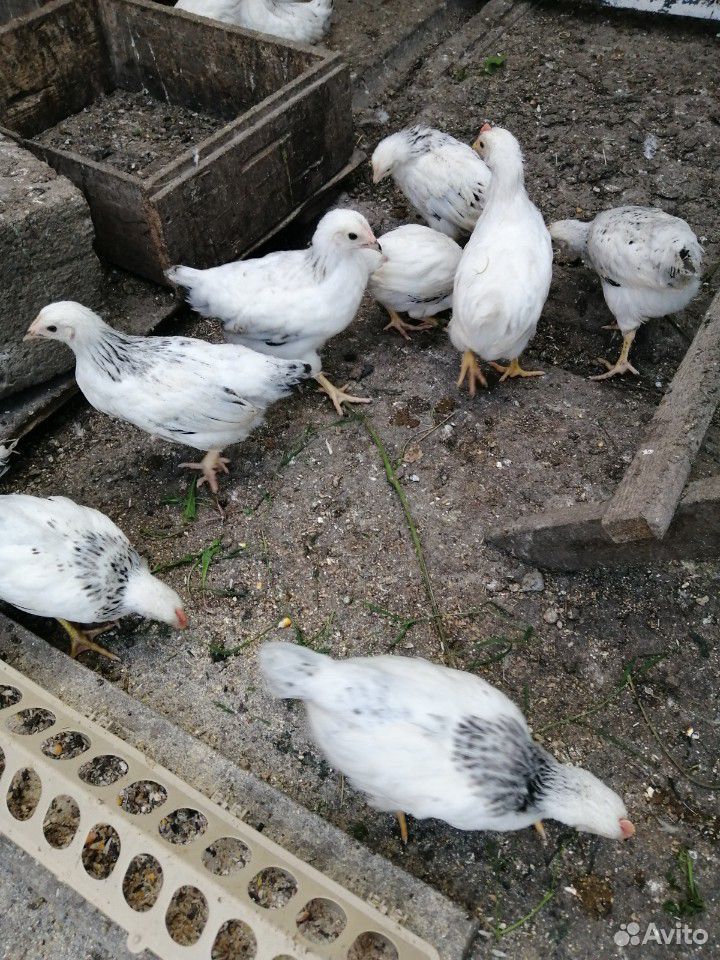 Цыплята 1.5 мес купить на Зозу.ру - фотография № 3