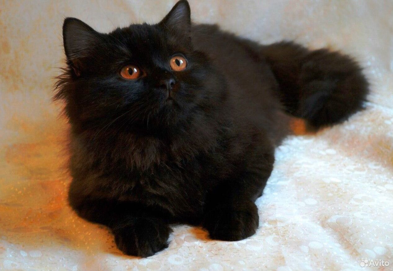 Длинношерстный британец кот черный