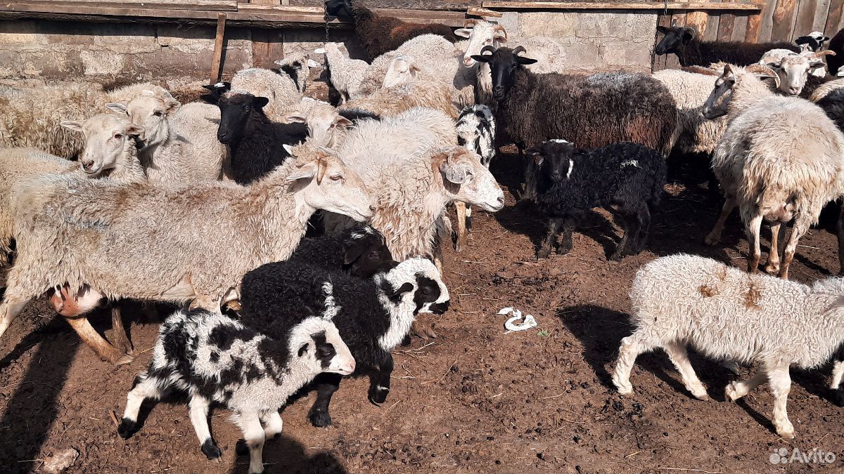 Овцы с ягнятами купить на Зозу.ру - фотография № 4