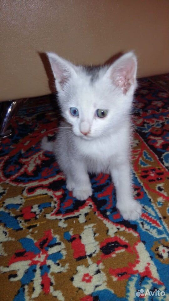 Котенок с разными глазками купить на Зозу.ру - фотография № 5