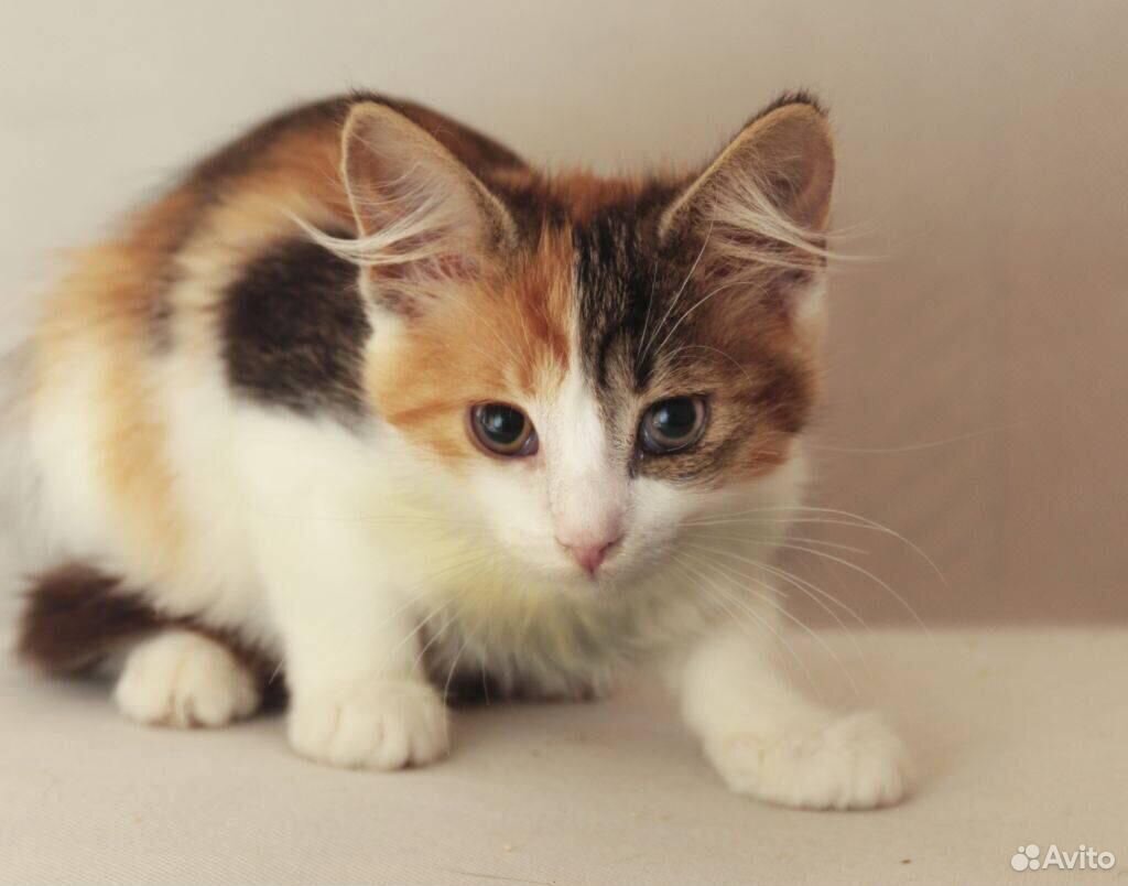 Купить кота мальчик. Беспородные кошки трёхцветные. Беспородная кошка черепаховая. Трехцветная кошка с котятами. Мэнкс кошка трехшерстная.