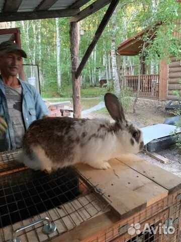 Кролики мясных пород Фландер великан купить на Зозу.ру - фотография № 1
