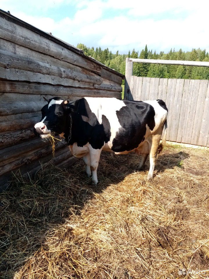 Корова, 2 быка, бычки купить на Зозу.ру - фотография № 10