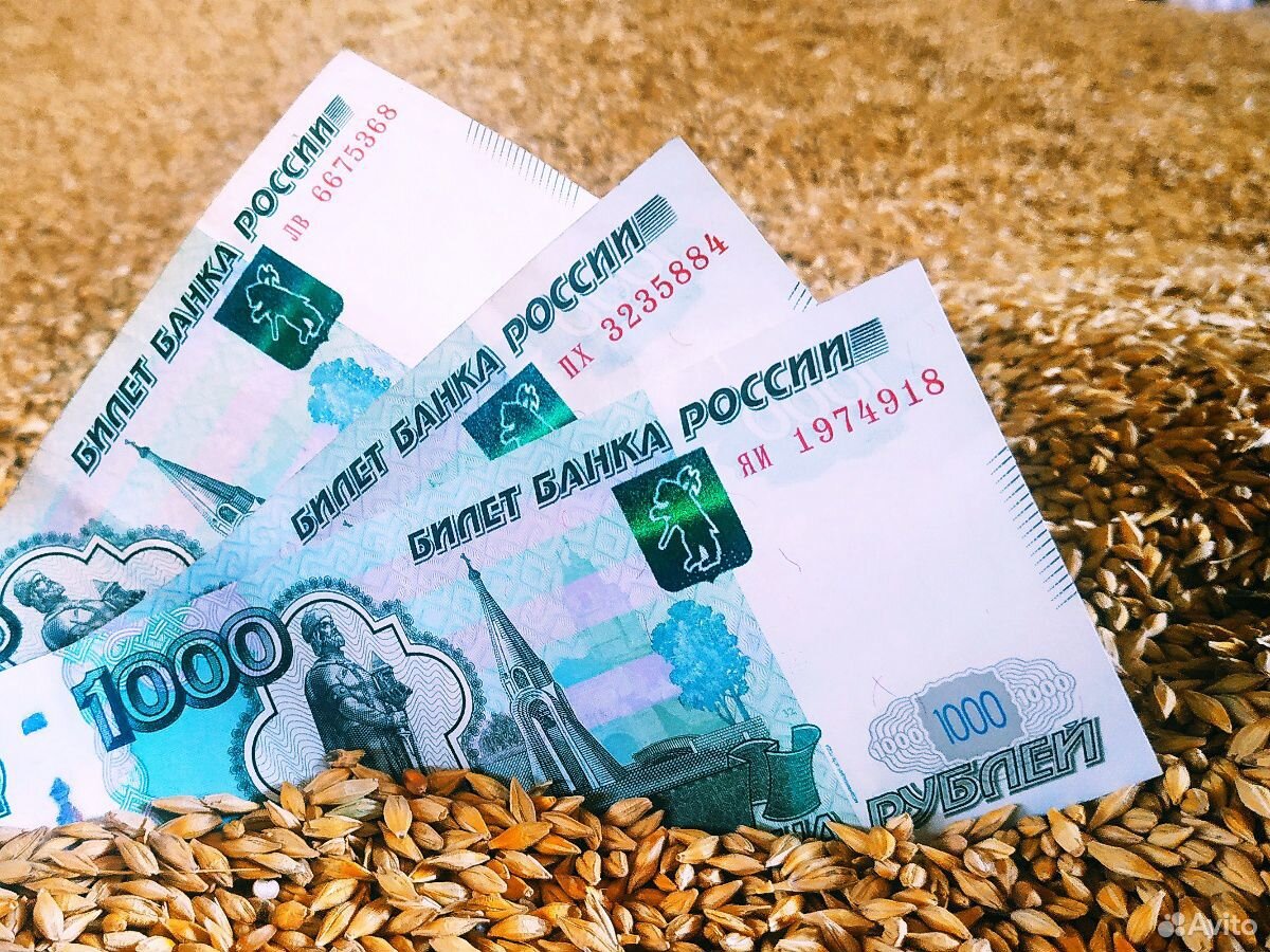 Зерно пшеница и ячмень купить на Зозу.ру - фотография № 1