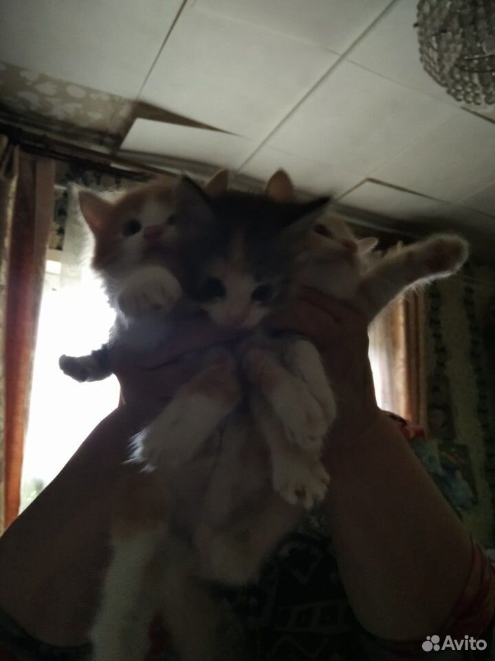 3 котёнка в добрые руки купить на Зозу.ру - фотография № 2