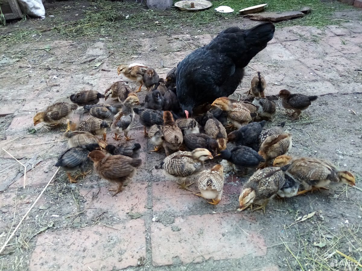 Цыплята 2-х недельные (несушки домашние) купить на Зозу.ру - фотография № 1