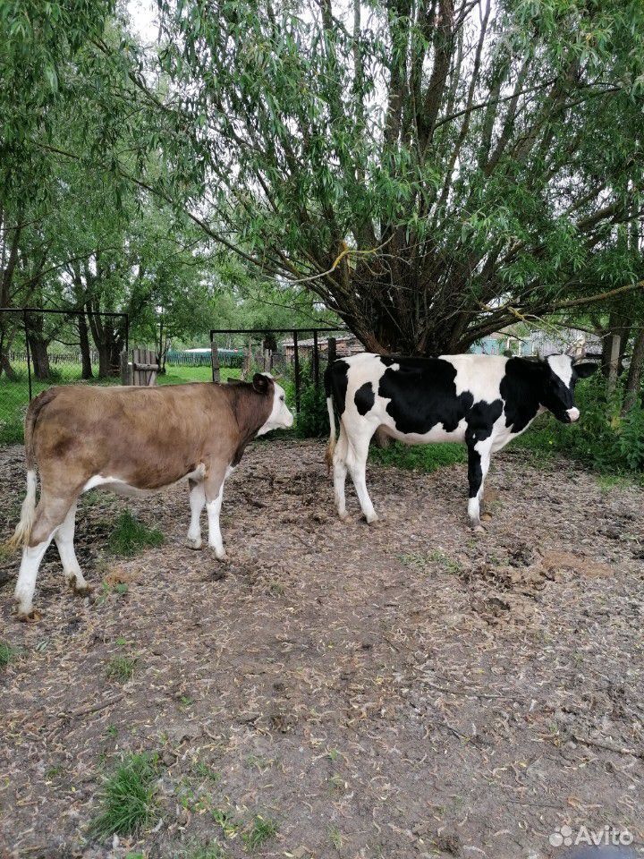 Коровы купить на Зозу.ру - фотография № 9