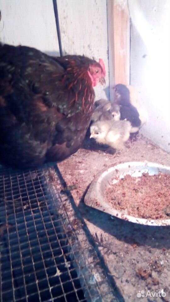 Петухи,цыплята,яйцо купить на Зозу.ру - фотография № 10