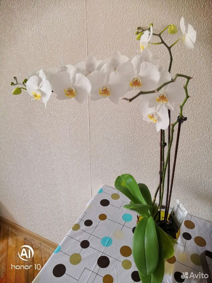 Белая Орхидея купить на Зозу.ру - фотография № 3