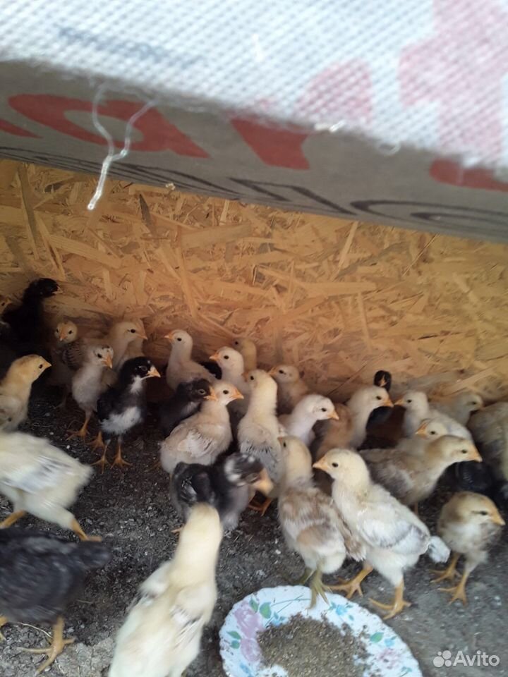 Продам цыплят, двухнедельные купить на Зозу.ру - фотография № 2