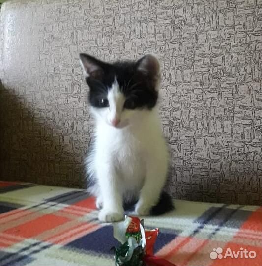 Котята в дар купить на Зозу.ру - фотография № 1