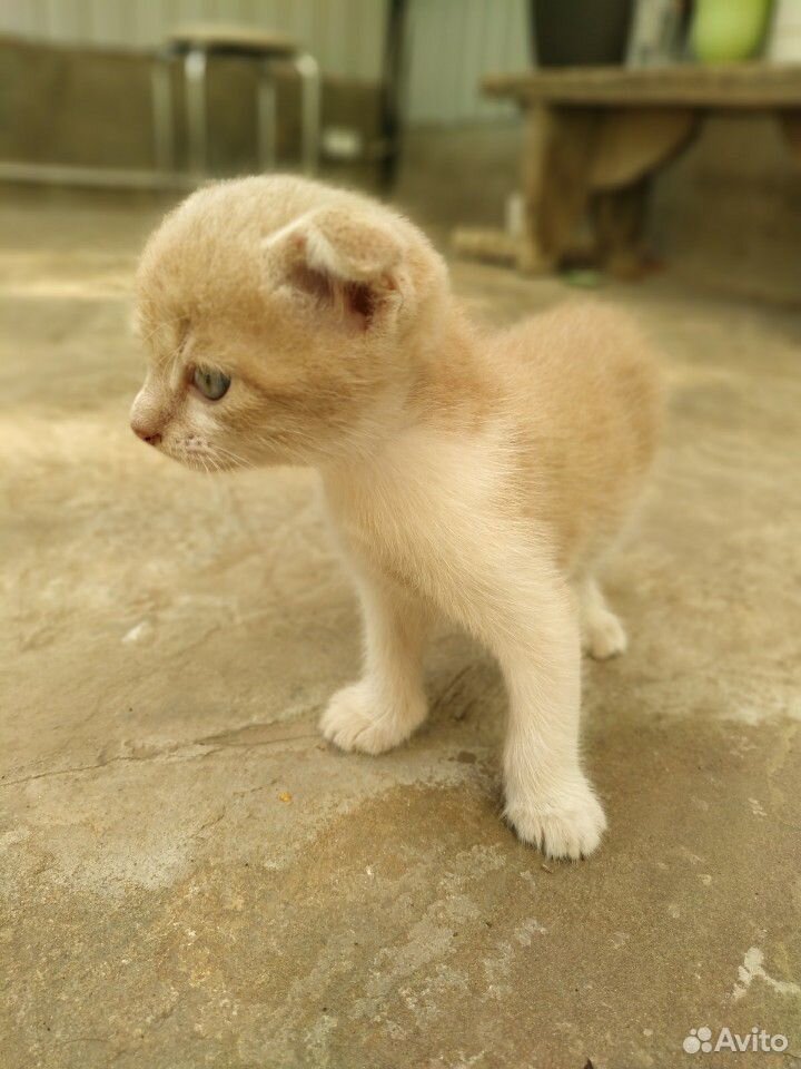 Котёнок вислоухий (мальчик) купить на Зозу.ру - фотография № 6