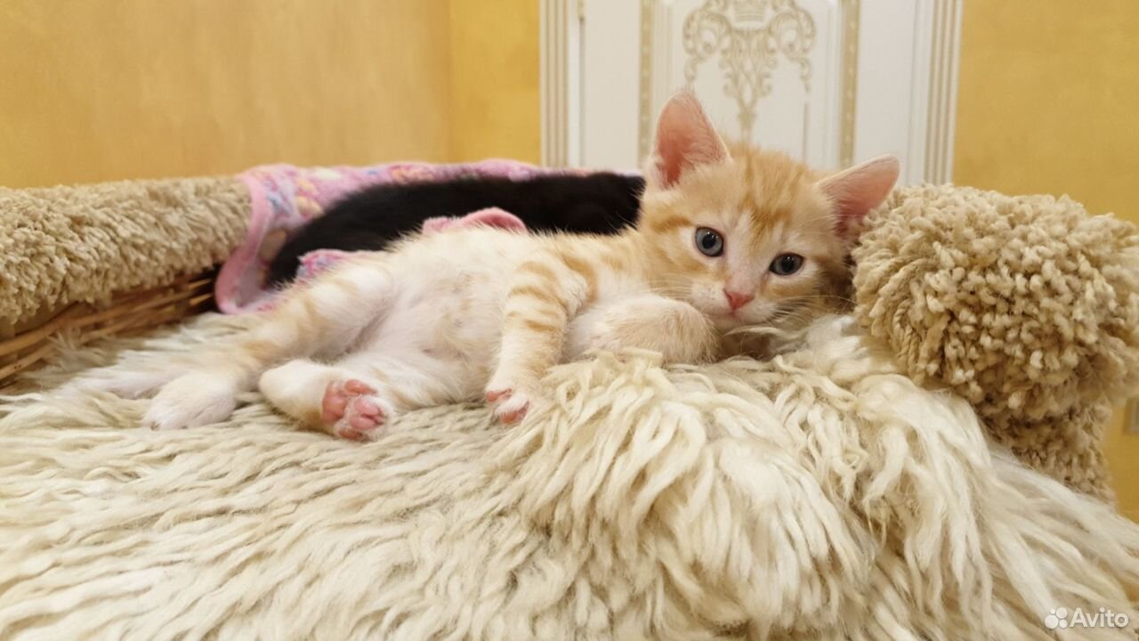 Рыжий котенок 1.5 мес купить на Зозу.ру - фотография № 5