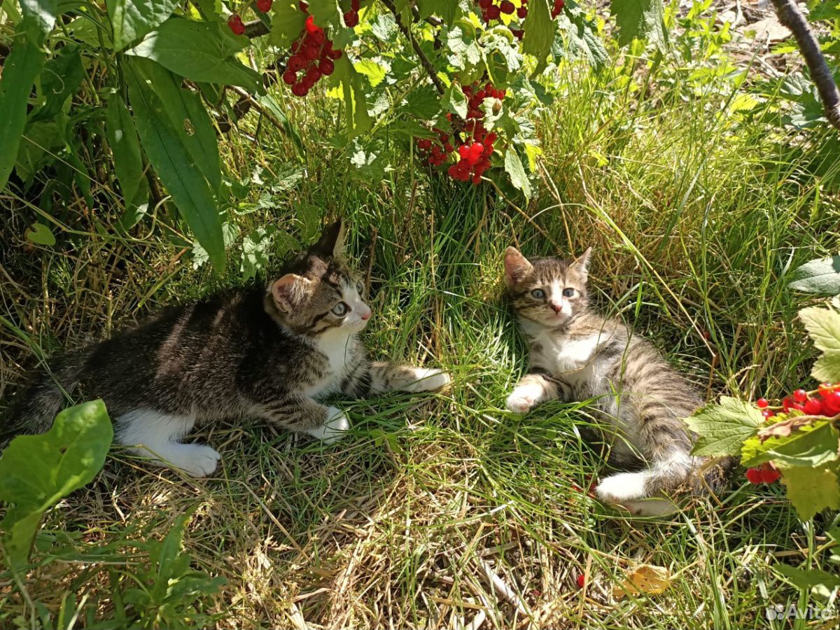 Котята мышиловы купить на Зозу.ру - фотография № 2
