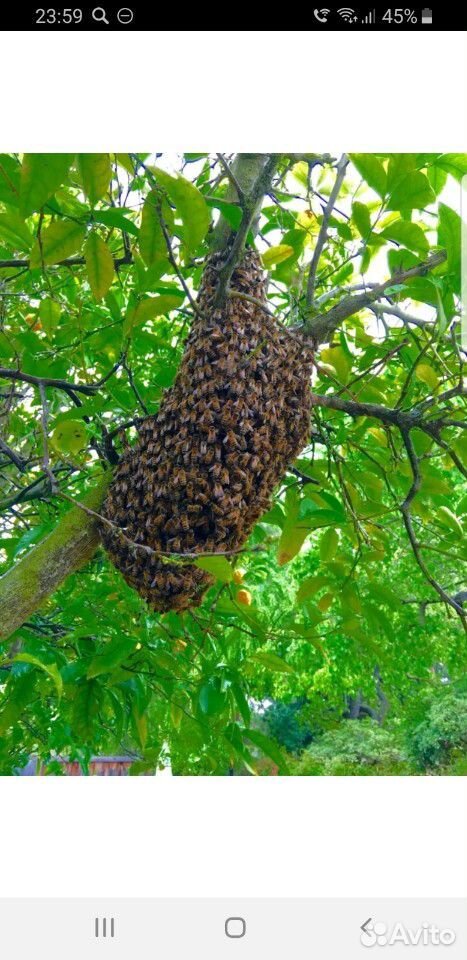 Сниму рой пчелы купить на Зозу.ру - фотография № 4