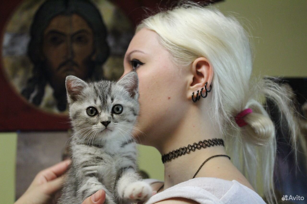 Котёнок британец мраморный купить на Зозу.ру - фотография № 2