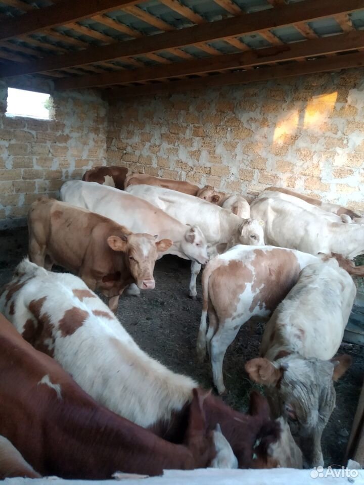 Продам бычков мясных пород купить на Зозу.ру - фотография № 1