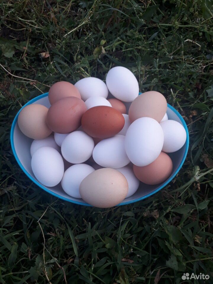 Яйца домашние эко ферма купить на Зозу.ру - фотография № 2