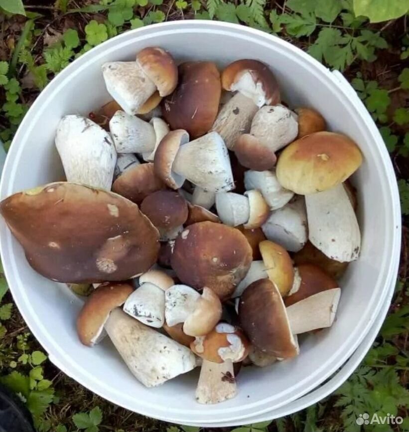 Белый гриб купить на Зозу.ру - фотография № 1