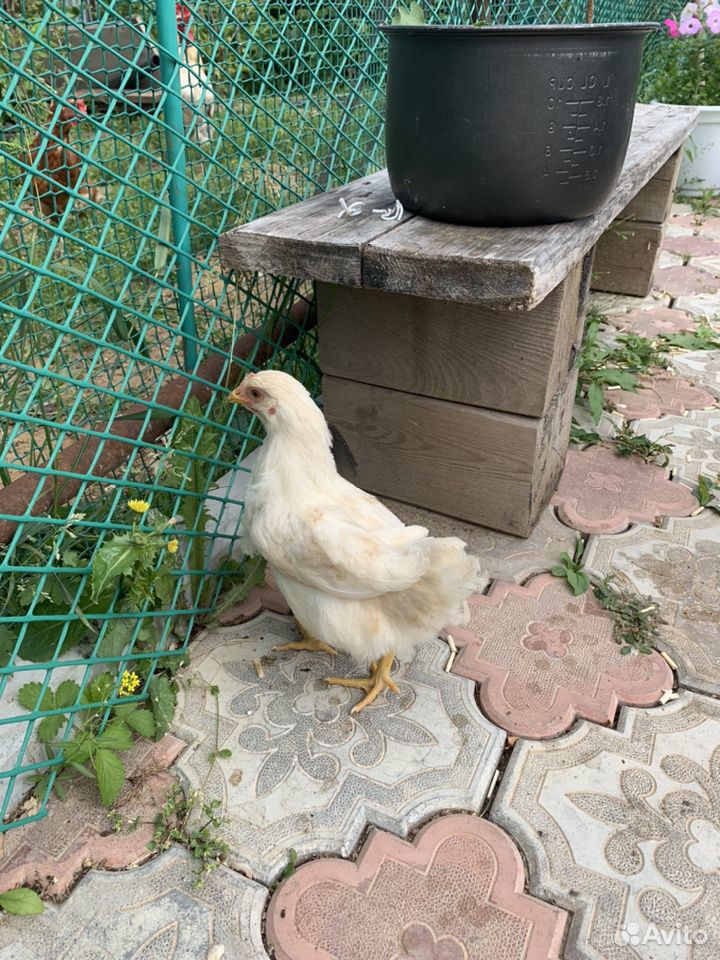 Цыплята несушки, 2 месяца купить на Зозу.ру - фотография № 4