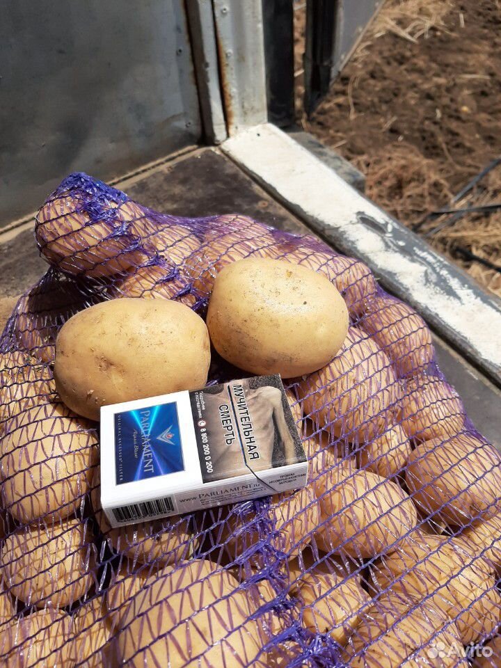 Продам картофель калумба купить на Зозу.ру - фотография № 1