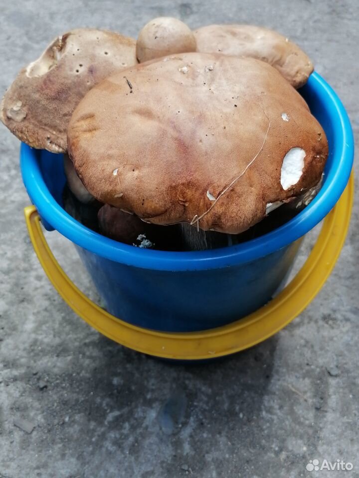 Грибы(белые грибы, лисички, грузди) купить на Зозу.ру - фотография № 1