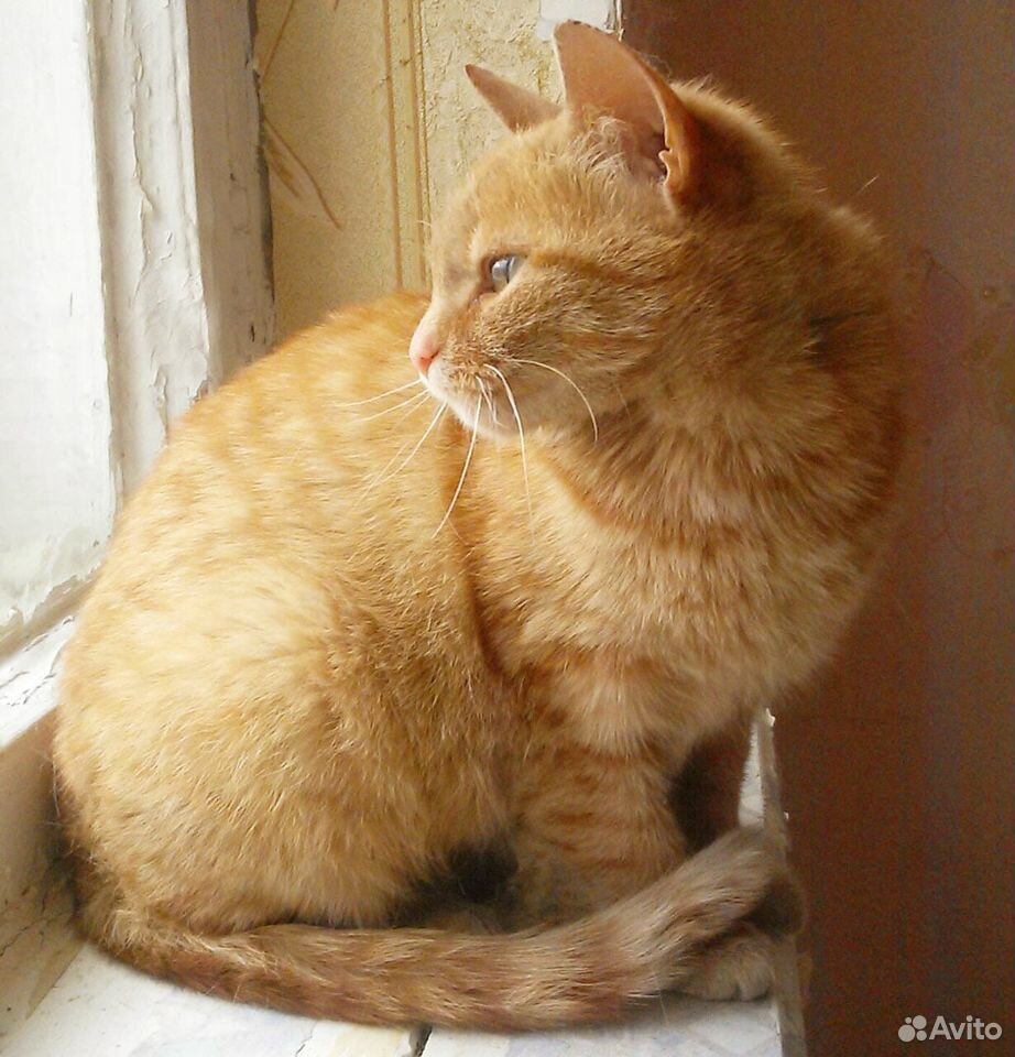 Кошечка Эмбер ищет любящую семью купить на Зозу.ру - фотография № 3