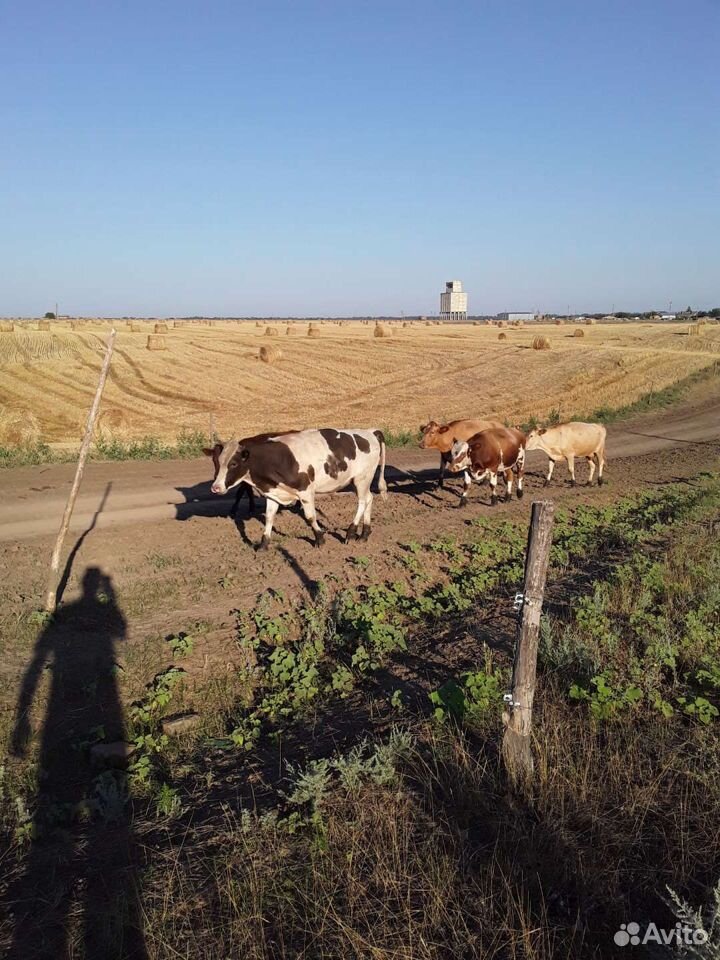 Бычки коровы купить на Зозу.ру - фотография № 4