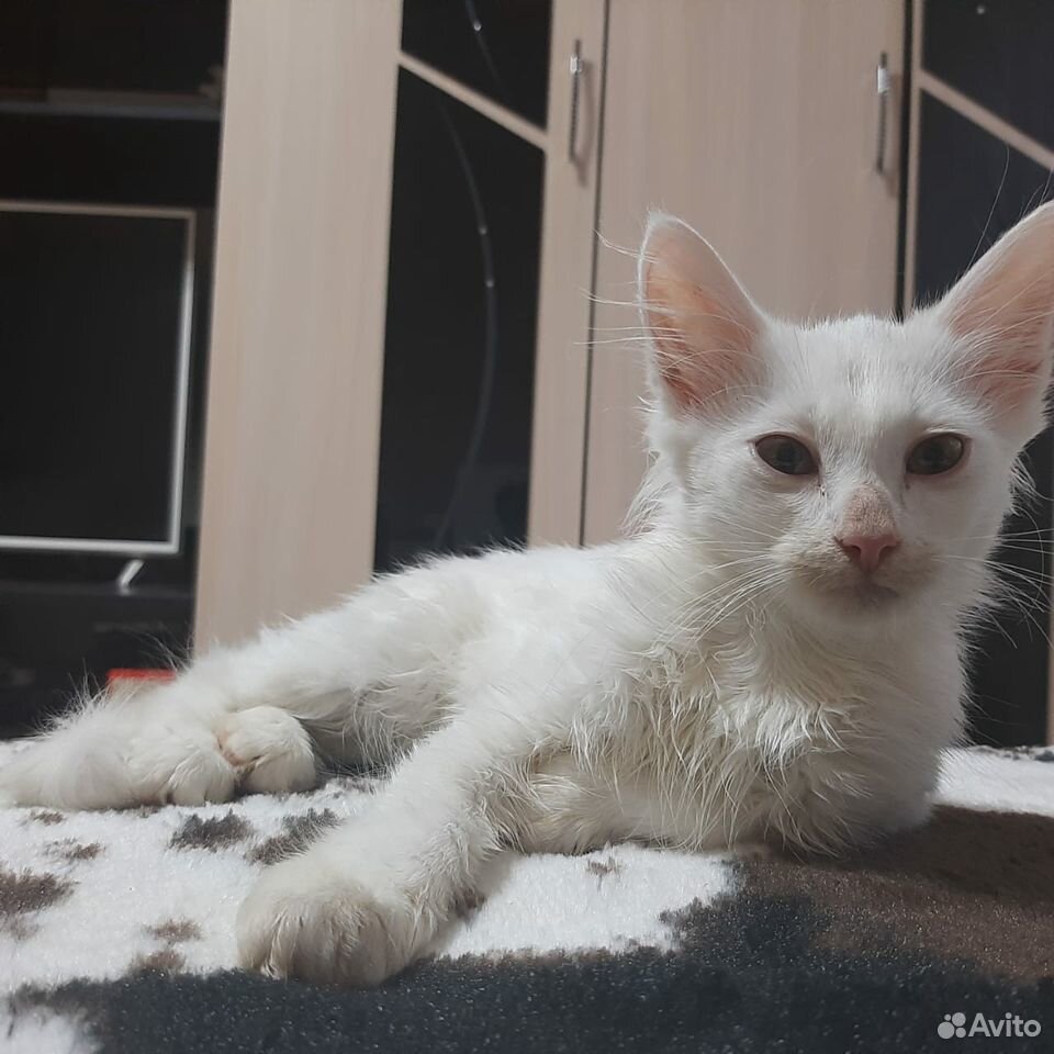 Белый котенок купить на Зозу.ру - фотография № 2