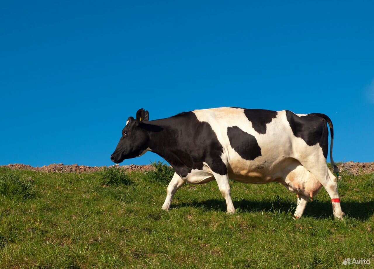 Продам скотину:быка,доеных коров,Свинок купить на Зозу.ру - фотография № 4