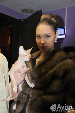 Продается молодой котик донского сфинкса купить на Зозу.ру - фотография № 4