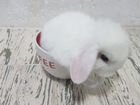 Белые вислоухие крольчата объявление продам