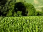 Рулонный газон от питомника объявление продам