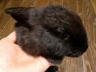 Вислоухие и другие породистые кролики объявление продам