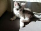 Котёнок Мэйн-Кун(метис) объявление продам