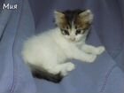 Красивые котята турецкий ван объявление продам