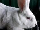 Кролик белый паннон объявление продам